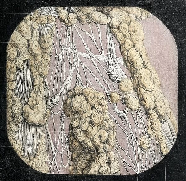 Solar plexus nerves, 1844 artwork