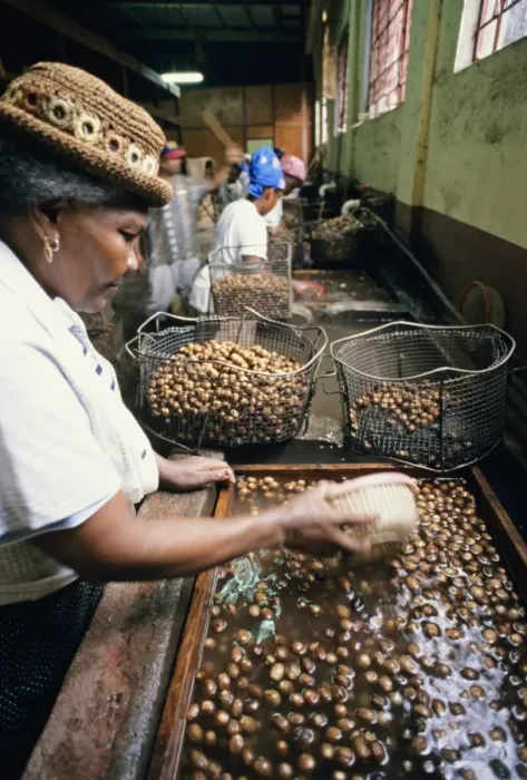 Framed Print : Sorting nutmeg seeds Print, Grenada Framed Print : Sorting nutmeg seeds Print, Grenada
