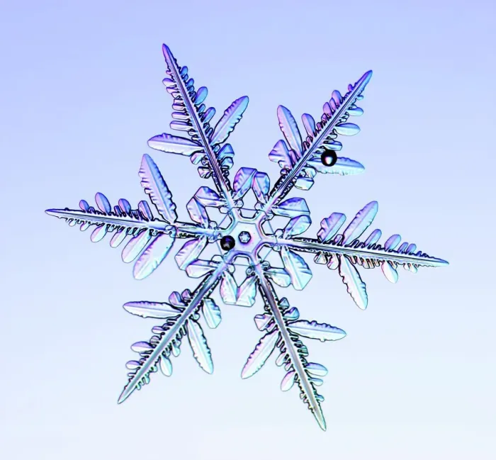 Framed Print : Dendritic Snowflake Print Framed Print : Dendritic Snowflake Print
