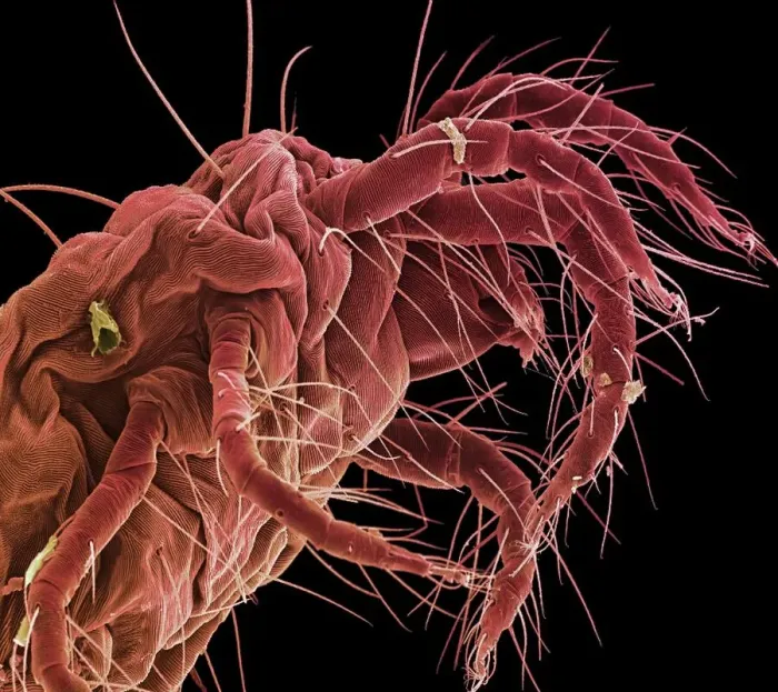 Framed Print : Spider mite Print, SEM image of a spider mite Framed Print : Spider mite Print, SEM image of a spider mite