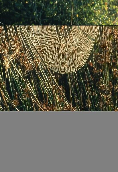 A spider in its orb web