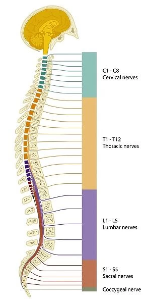 Spinal cord regions, diagram