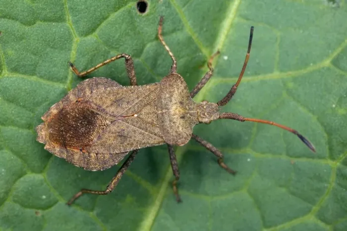 Framed Print : Squash bug Print - Coreus marginatus on a leaf Framed Print : Squash bug Print - Coreus marginatus on a leaf