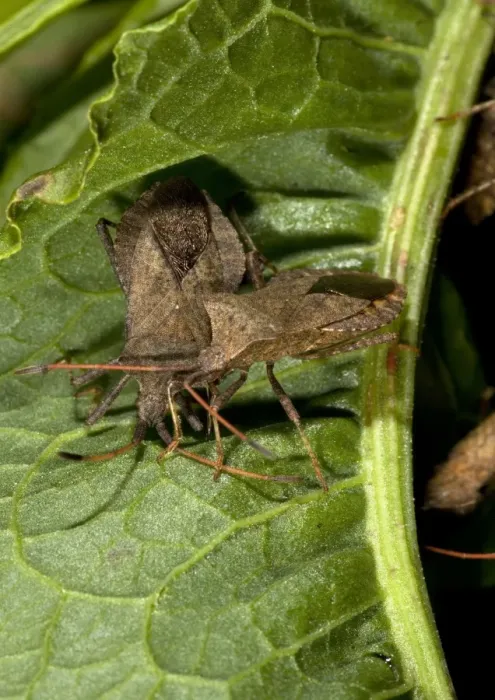 Framed Print : Squash bug Print on Dock Leaf Framed Print : Squash bug Print on Dock Leaf