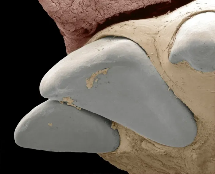 Framed Print : Squirrel Monkey Incisor Print, SEM Image Framed Print : Squirrel Monkey Incisor Print, SEM Image