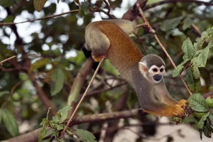 Framed Print : Squirrel monkey in tree, Print Framed Print : Squirrel monkey in tree, Print