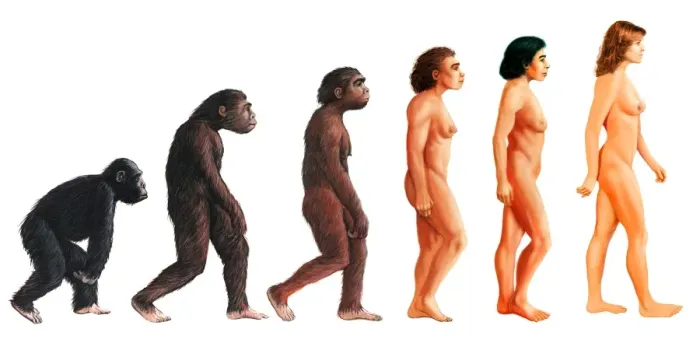 Framed Print : Female Human Evolution Print Framed Print : Female Human Evolution Print