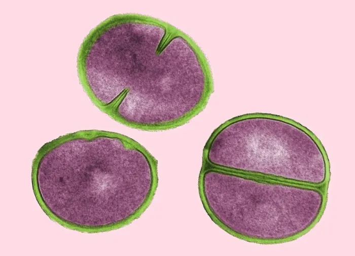 Framed Print : Staphylococcus aureus Bacteria Dividing Print Framed Print : Staphylococcus aureus Bacteria Dividing Print
