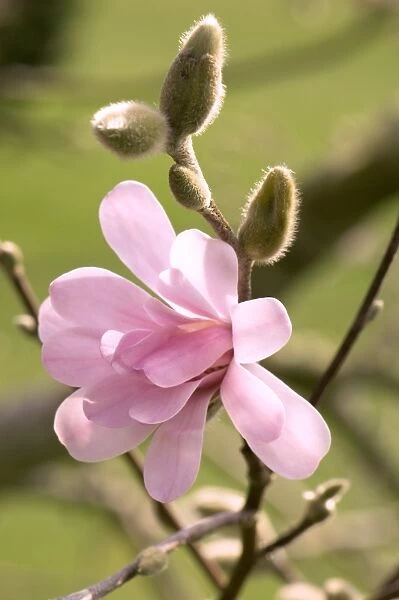 Star magnolia (Magnolia stellata Rosea )