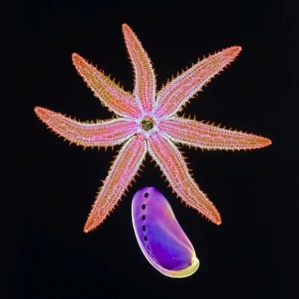 Starfish and abalone, X-ray