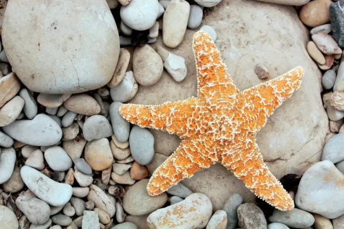 Framed Print : Starfish Print Framed Print : Starfish Print