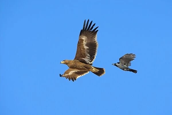 Steppe eagle and crow C018  /  0858