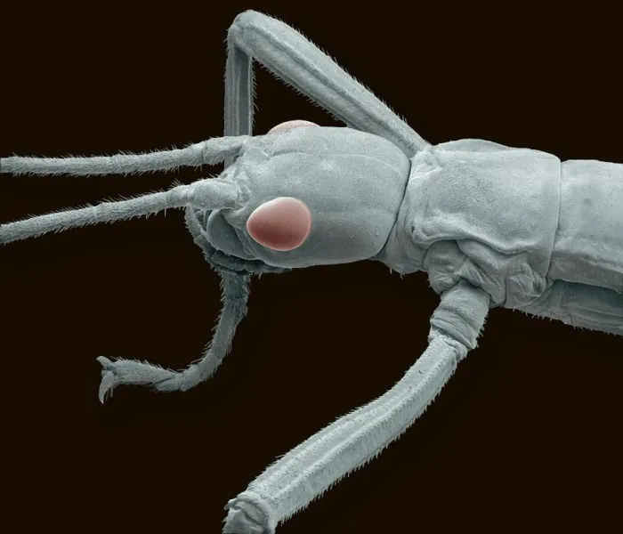 Framed Print : Stick insect Print, SEM Image Framed Print : Stick insect Print, SEM Image