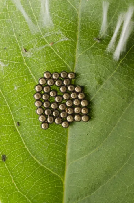 Framed Print : Stink bug eggs Print Framed Print : Stink bug eggs Print