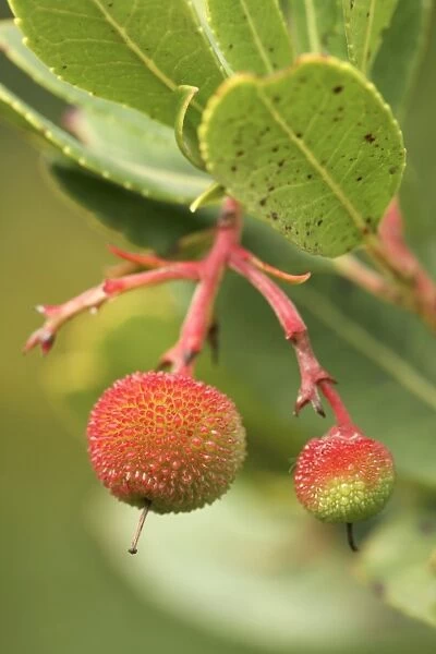 Strawberry tree fruit (Arbutus unedo)