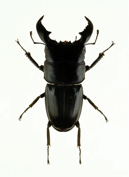 Sumatran stag beetle