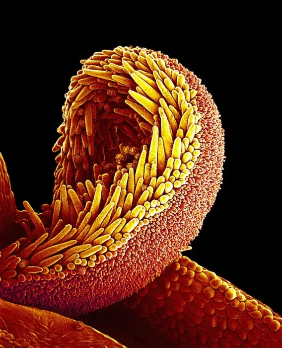 Framed Print : Coloured SEM Print of Sunflower Pollination Framed Print : Coloured SEM Print of Sunflower Pollination