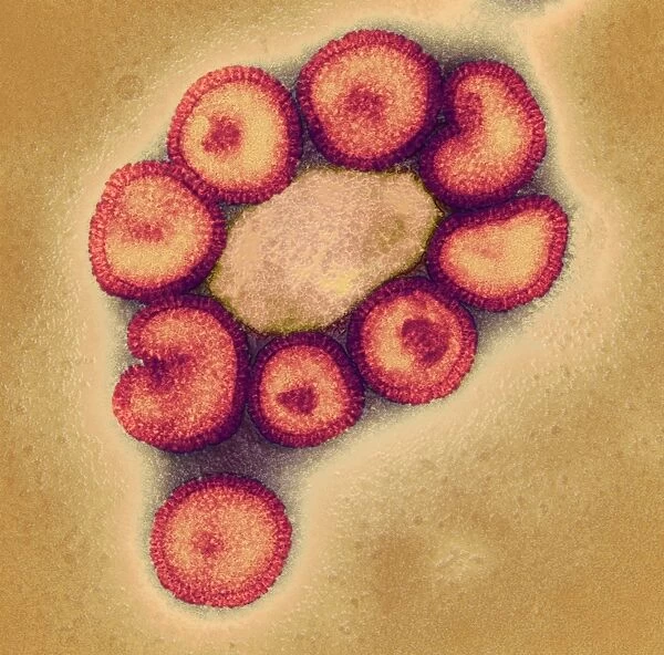 Swine flu virus particles, TEM C016  /  9407
