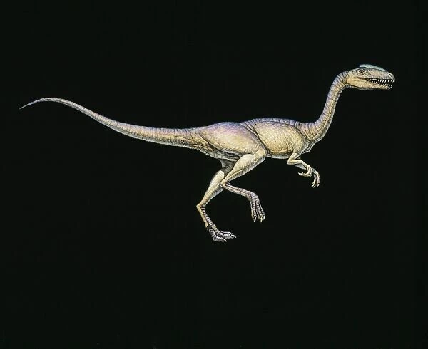 Syntarsus dinosaur