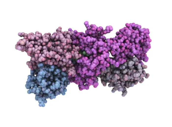 Framed Print : T-cell Receptor - MHC Complex Print Framed Print : T-cell Receptor - MHC Complex Print