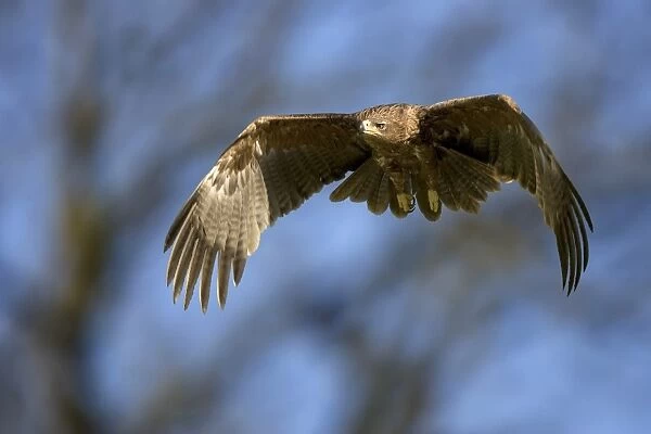 Tawny eagle in flight