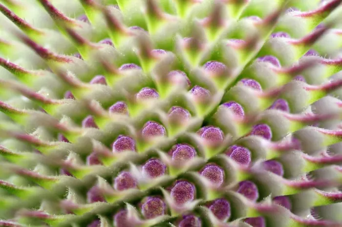 Framed Print : Teasel Flower Buds Print Framed Print : Teasel Flower Buds Print