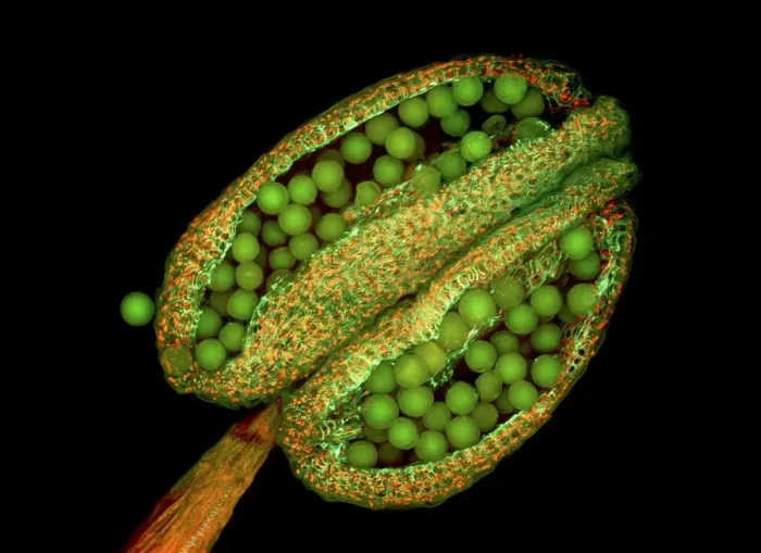 Framed Print : Fluorescence Micrograph Print of Thale Cress Anther and Pollen