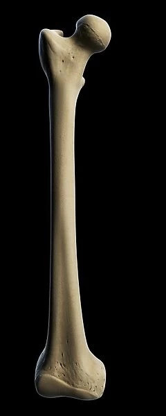 Thigh bone, artwork F007  /  7057