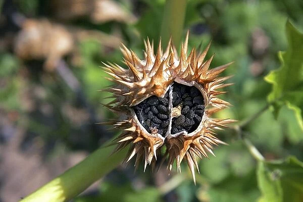 Thorn apple seed pod