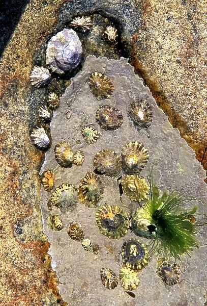 Tide pool. Limpets (Patella vulgata) grazing on alga 