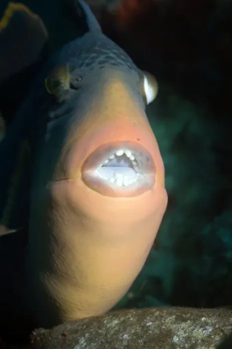 Framed Print : Titan Triggerfish Print: Close-up of large teeth Framed Print : Titan Triggerfish Print: Close-up of large teeth