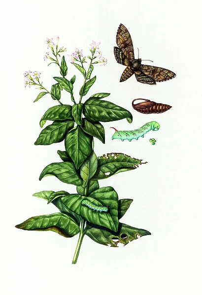 Tobacco hornworm with tobacco plant