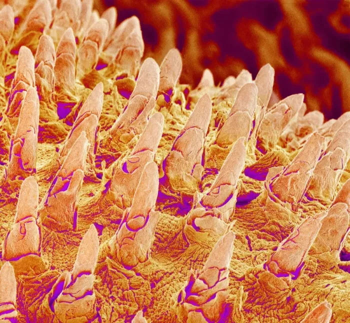 Framed Print : Tongue Surface Print, SEM Framed Print : Tongue Surface Print, SEM