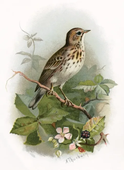 Framed Print : Tree Pipit Print