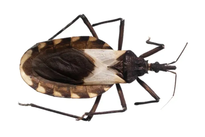 Framed Print : Triatomine bug Print C016 / 5630 Framed Print : Triatomine bug Print C016 / 5630