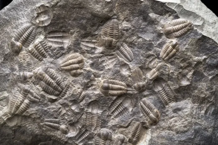 Framed Print : Trilobite Assemblage Nodule Print Framed Print : Trilobite Assemblage Nodule Print