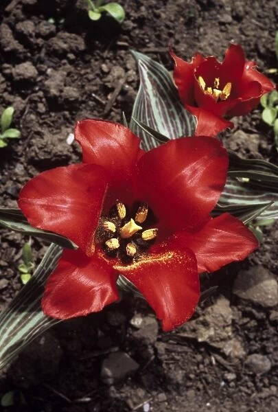 Tulip (Tulipa Red Riding Hood )