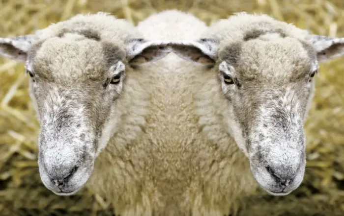 Framed Print : Two-Headed Sheep Print Framed Print : Two-Headed Sheep Print