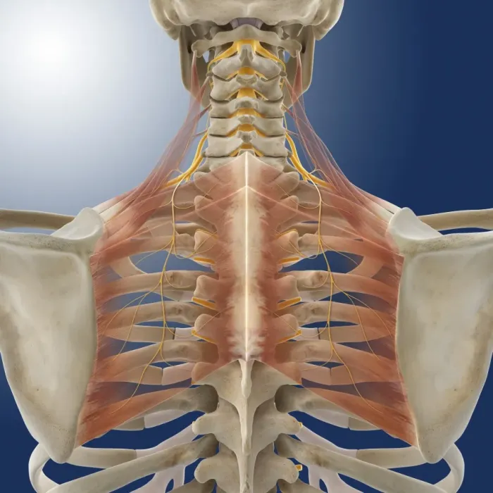 Framed Print : Upper Back Anatomy Print - Computer Artwork of Scapular Muscles Framed Print : Upper Back Anatomy Print - Computer Artwork of Scapular Muscles