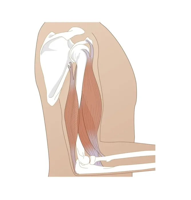 Framed Print : Upper Arm Muscles Print