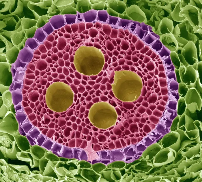 Framed Print : Vascular Bundle Print, SEM Framed Print : Vascular Bundle Print, SEM