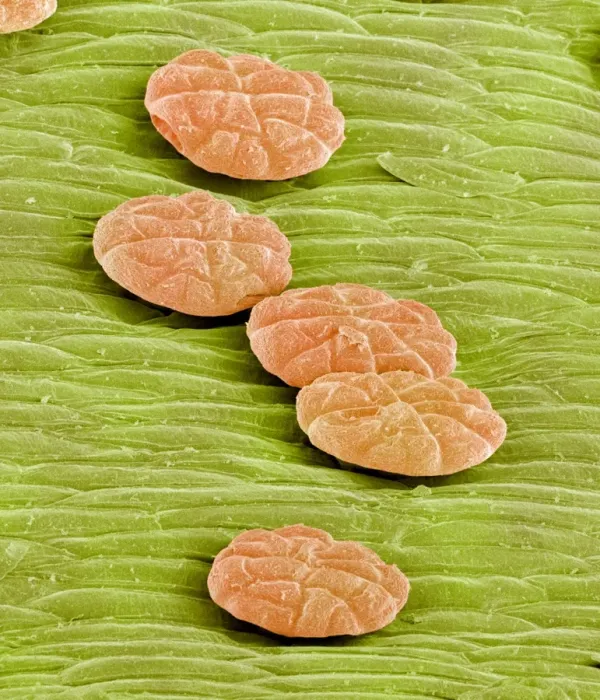Framed Print : SEM Print of Venus flytrap digestive glands Framed Print : SEM Print of Venus flytrap digestive glands