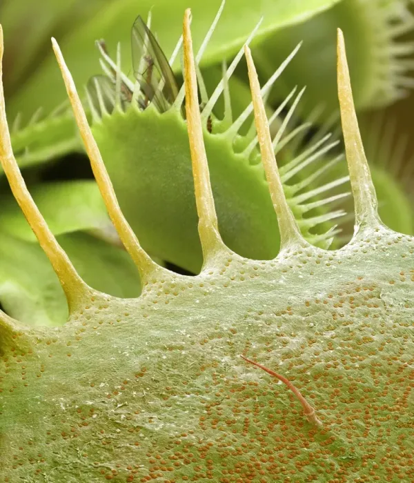 Framed Print : SEM Print of Venus Flytrap Leaf Traps Framed Print : SEM Print of Venus Flytrap Leaf Traps