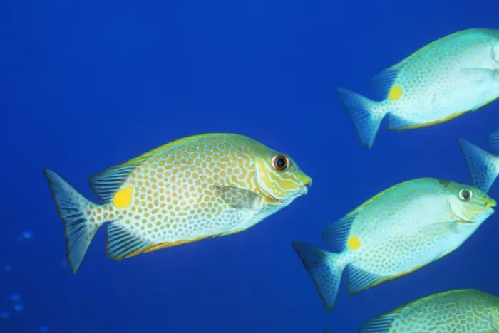Framed Print : Vermiculated spinefoot fish Print Framed Print : Vermiculated spinefoot fish Print