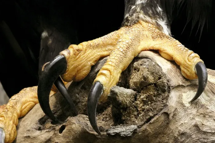 Framed Print : Verreaux's Eagle Talons Print Framed Print : Verreaux's Eagle Talons Print