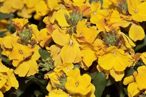 Wallflowers (Erysimum Sunset Orange )