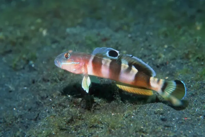 Framed Print : Ward's Sleeper Goby Print, 13cm length Framed Print : Ward's Sleeper Goby Print, 13cm length