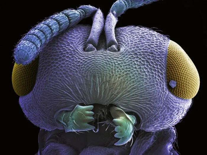 Framed Print : Coloured SEM Print of a Wasp Head Framed Print : Coloured SEM Print of a Wasp Head