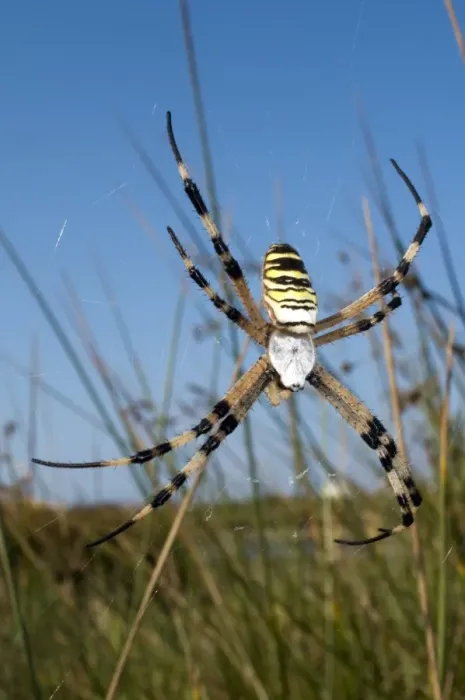 Framed Print : Wasp Spider Print Framed Print : Wasp Spider Print