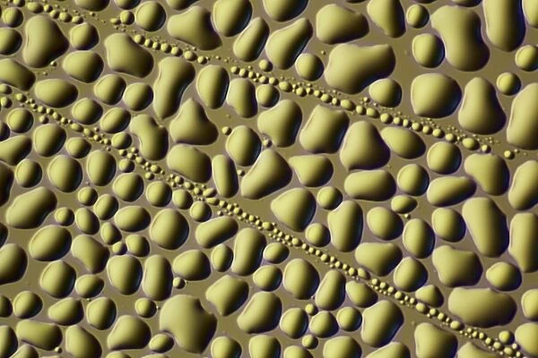 Water droplets, light micrograph